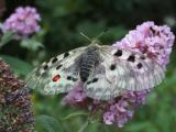 Schmetterling -Th.Wardenbach